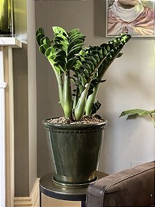 Zamioculca 'Zenzi' - Zamioculcas zamiifolia 'Zenzi'