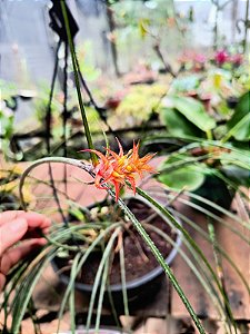 Bromélia Pendente - Acanthostachys strobilacea