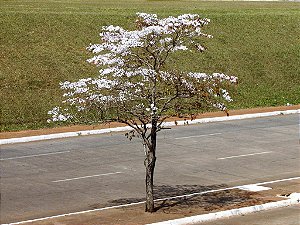 Ipê Branco - Handroanthus roseoalba