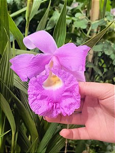 Sobrália - Sobralia macrantha
