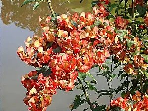 Chapéu Chinês - Holmskioldia sanguinea
