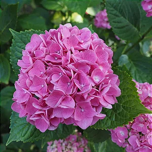 Hortênsia Rosa - Hydrangea macrophylla
