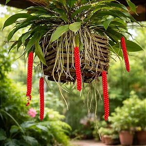 Antúrio Gracile - Anthurium gracile - Muda Menor