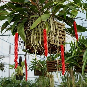 Antúrio Gracile - Anthurium gracile - Muda Menor