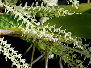 Dendrochilum pallidiflavens