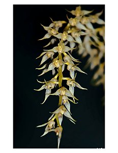 Bulbophyllum Gibbosum