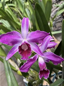 Laelia Striata