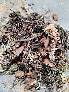 Substrato Especial para Antúrio Samambaia Platycerium