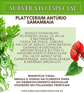 Substrato Especial para Platycerium Antúrio Samambaia