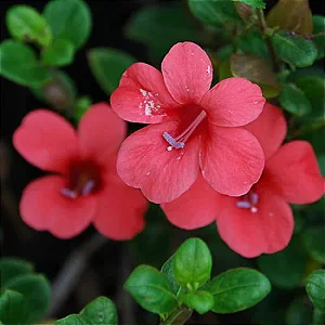 Barleria Vermelha - Barleria repens 'Vermelha'