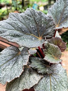 Begonia Rex Triton