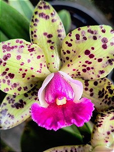 BLC Durigan 'Aphrodite'