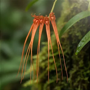 Orquídea Bulbophyllum tingabarinum