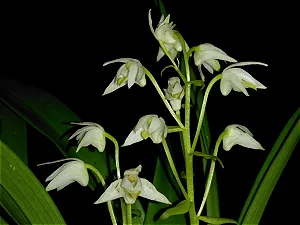 Eria elata - Pinalia elata