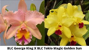 BLC George King X BLC Tokio Magic Golden Sun