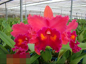 Cattleya BLC Oriental Mambo Rouge