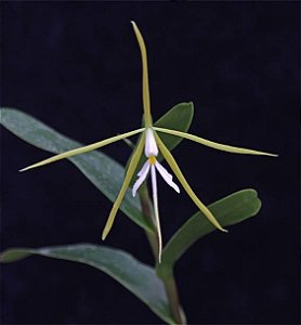 Epidendrum nocturnum