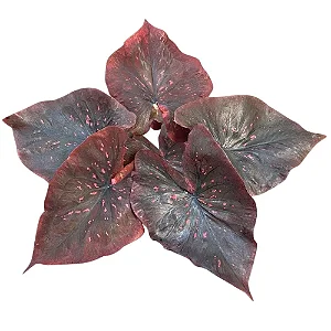 Bulbo de Caladium Dark Choco
