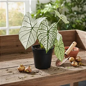 Bulbo de Caladium Allure