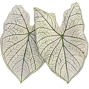 Bulbo de Caladium Allure