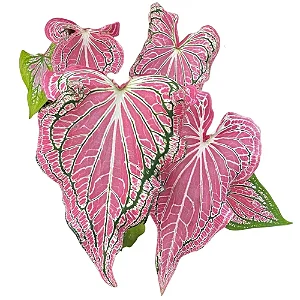 Bulbo de Caladium Thay Beauty