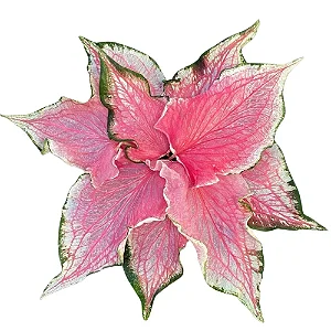 Bulbo de Caladium Pink Panther