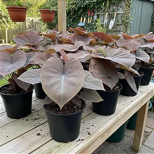 Bulbo de Caladium Mamba Negra (caládio)