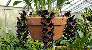 Orquídea Catasetum Negro - Fredclarkeara After Dark "Black Pearl"
