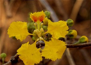 Cipó Ouro - Diplopterys lutea