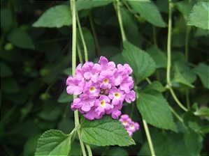 Lantana Rosa - Arbustiva