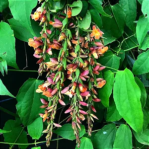 Mini Sapatinho de Judia - Thunbergia coccinea
