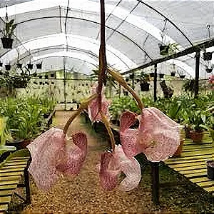 Orquídea Coryanthes schmidtii