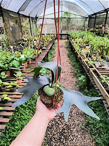 Platycerium regina na Kokedama