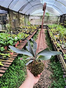 Platycerium lemoinei na Kokedama