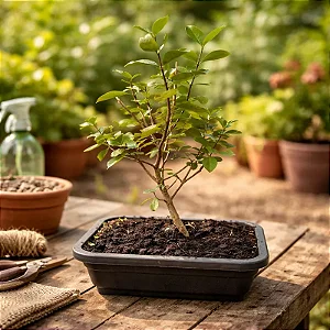 Bonsai Acerola
