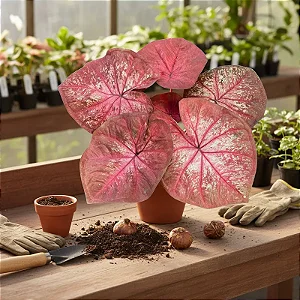 Bulbo de Caladio Thay Disnaty