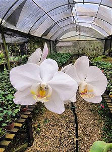 Orquídea Phalaenopsis Cosmic Flare