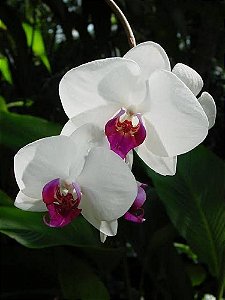 Phalaenopsis Cosmic Flare