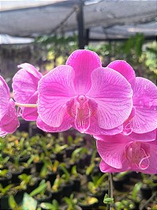 Phalaenopsis Sogo Vivien