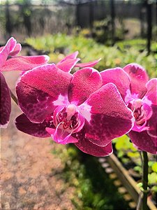 Phalaenopsis Ox Bordeaux