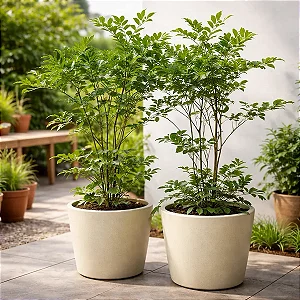 Leia Verde - Leea guineensis - Arbusto Ornamental