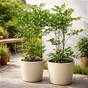 Leia Verde - Leea guineensis - Arbusto Ornamental