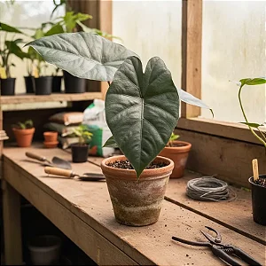 Alocasia talo negro - Alocasia Macrorrhizos 'Black Stem'