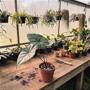 Alocasia talo negro - Alocasia Macrorrhizos 'Black Stem'