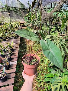 Alocasia talo negro - Alocasia Macrorrhizos 'Black Stem'