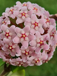 Hoya Carnosa Rosa (Planta Grande)