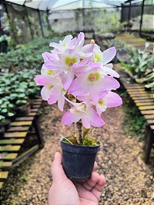 Orquídea Dendrobium Nobile Rosa com Miolo Branco no Toco