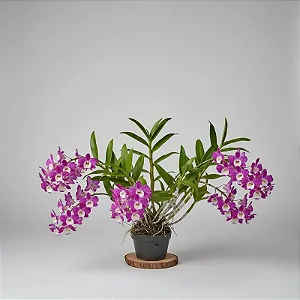 Dendrobium Nobile Rosa com Miolo Branco no Toco