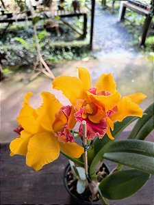 Cattleya BLC Rodrigo Suzuki