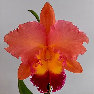Cattleya BLC Salmon Tak